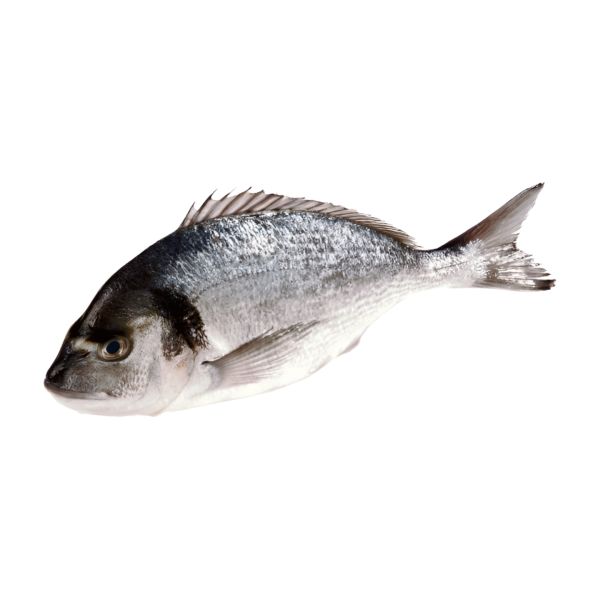 FIBSBW