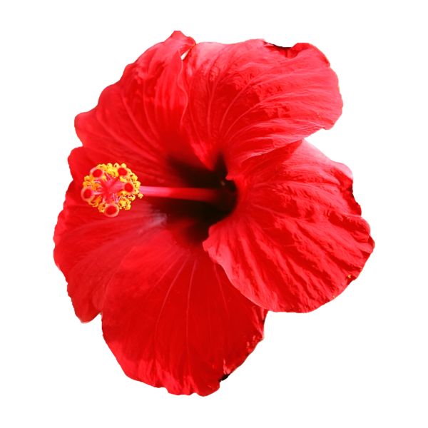 FLOHI