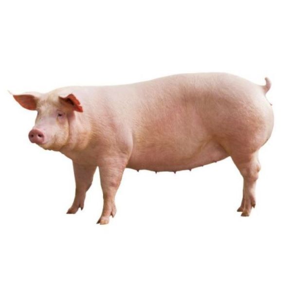 PIWHLF